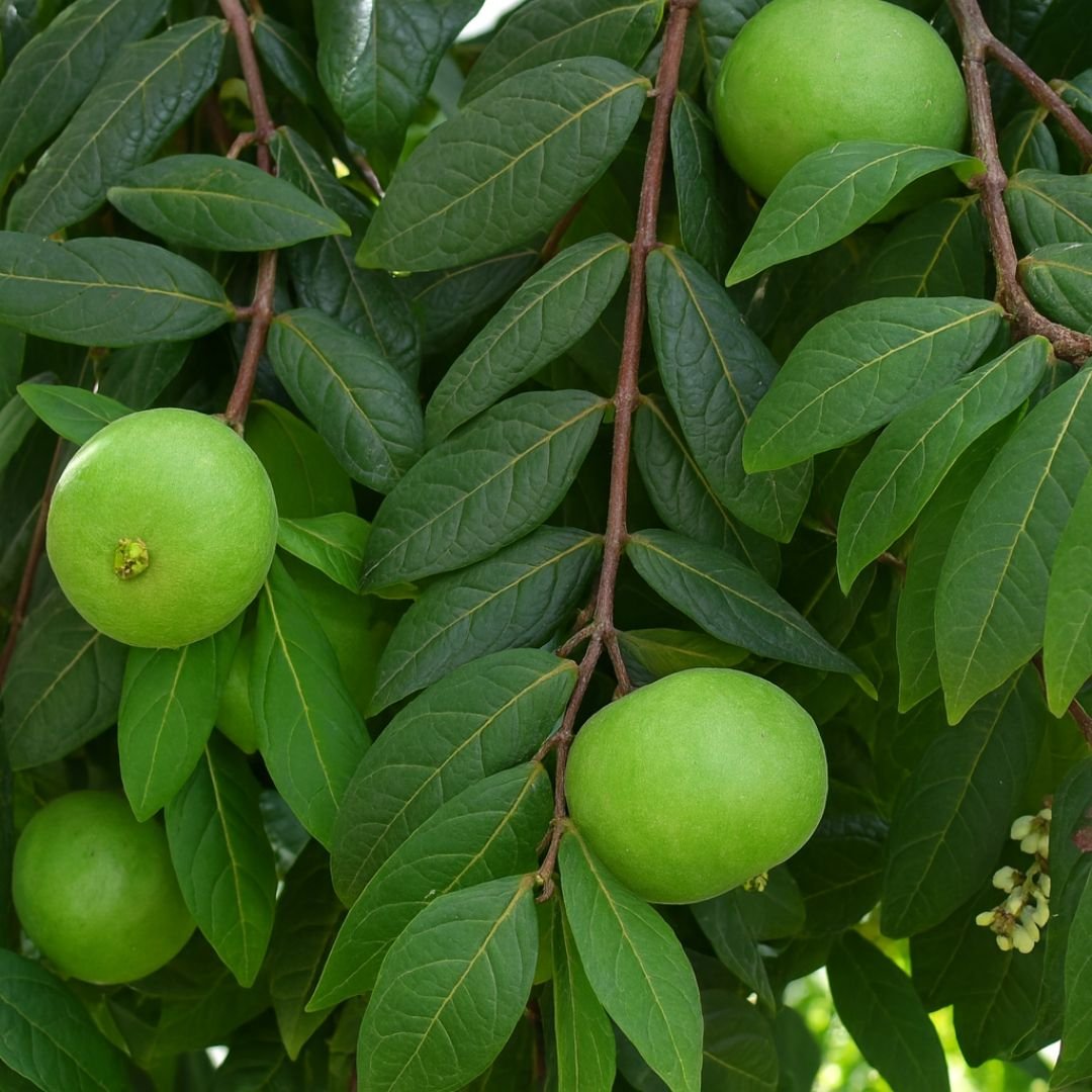 p&eacute; de ara&ccedil;&aacute; olho de boi com frutos grandes