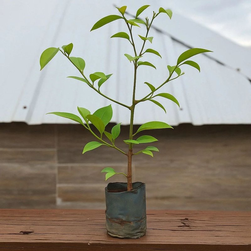 Pé de Bacupari Pé de Bacupari