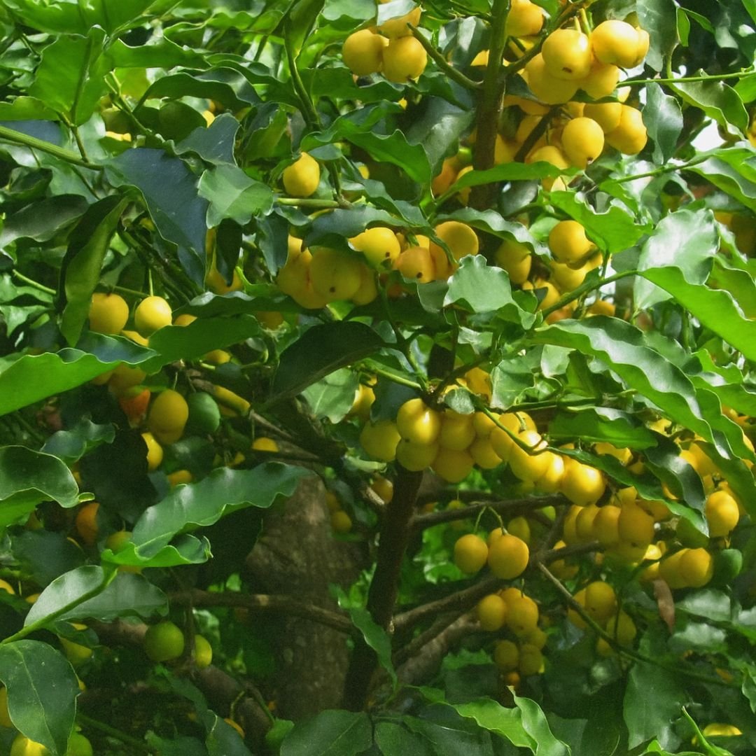 p&eacute; de bacupari com frutos grandes