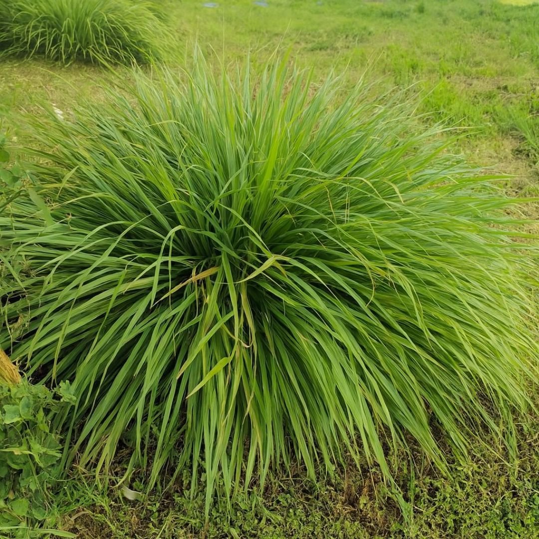 p&eacute; de citronela com folhas arom&aacute;ticas