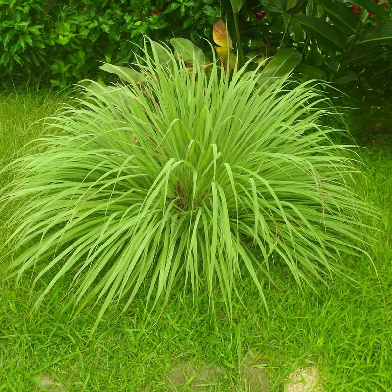 Muda de Citronela – Repelente Natural e Fácil de Cultivar