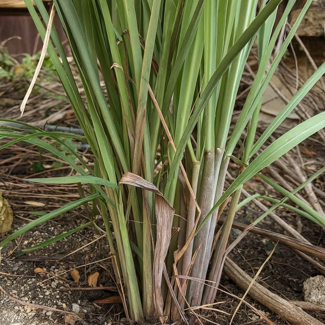 citronela para vaso ou jardim citronela ideal para vaso e jardim
