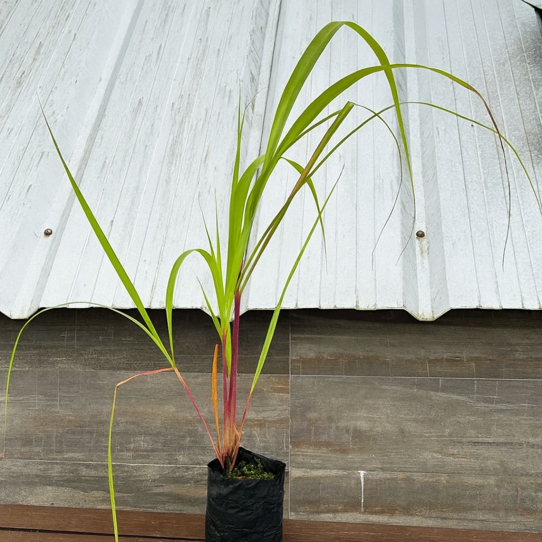 muda de citronela que repele insetos naturalmente