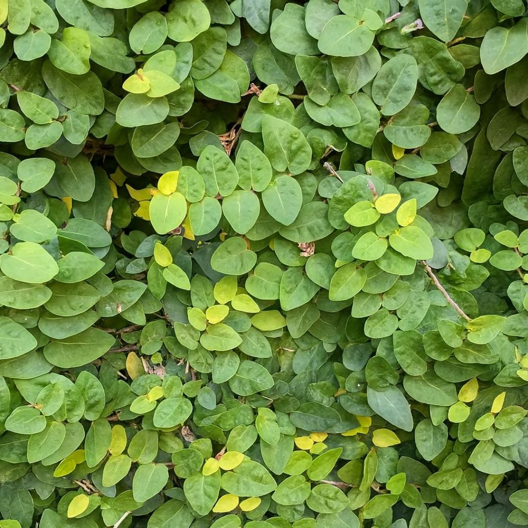 Unha de Gato ideal para cobrir jardim e muros