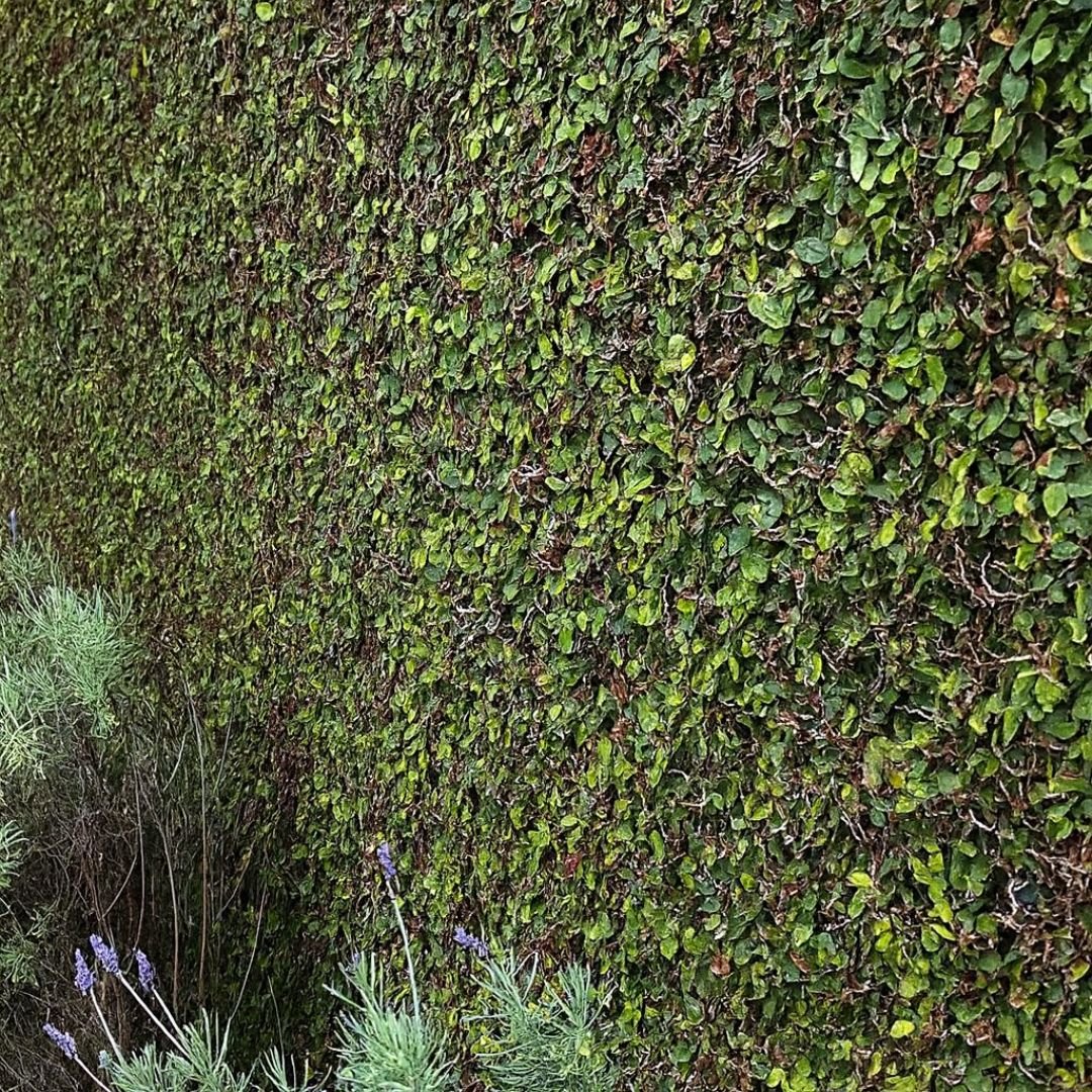 p&eacute; de Unha de Gato formando parede verde