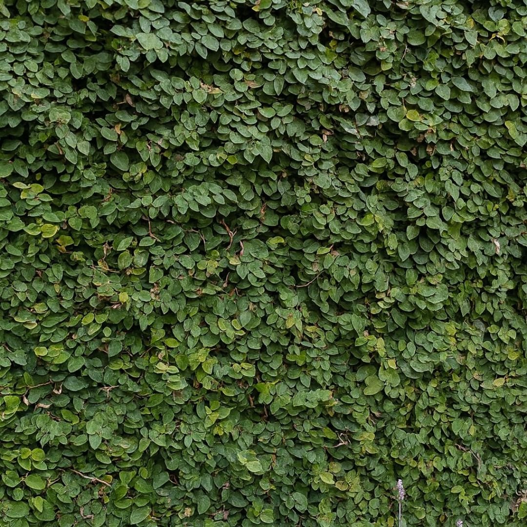 muda de Unha de Gato que cobre muros rapidamente