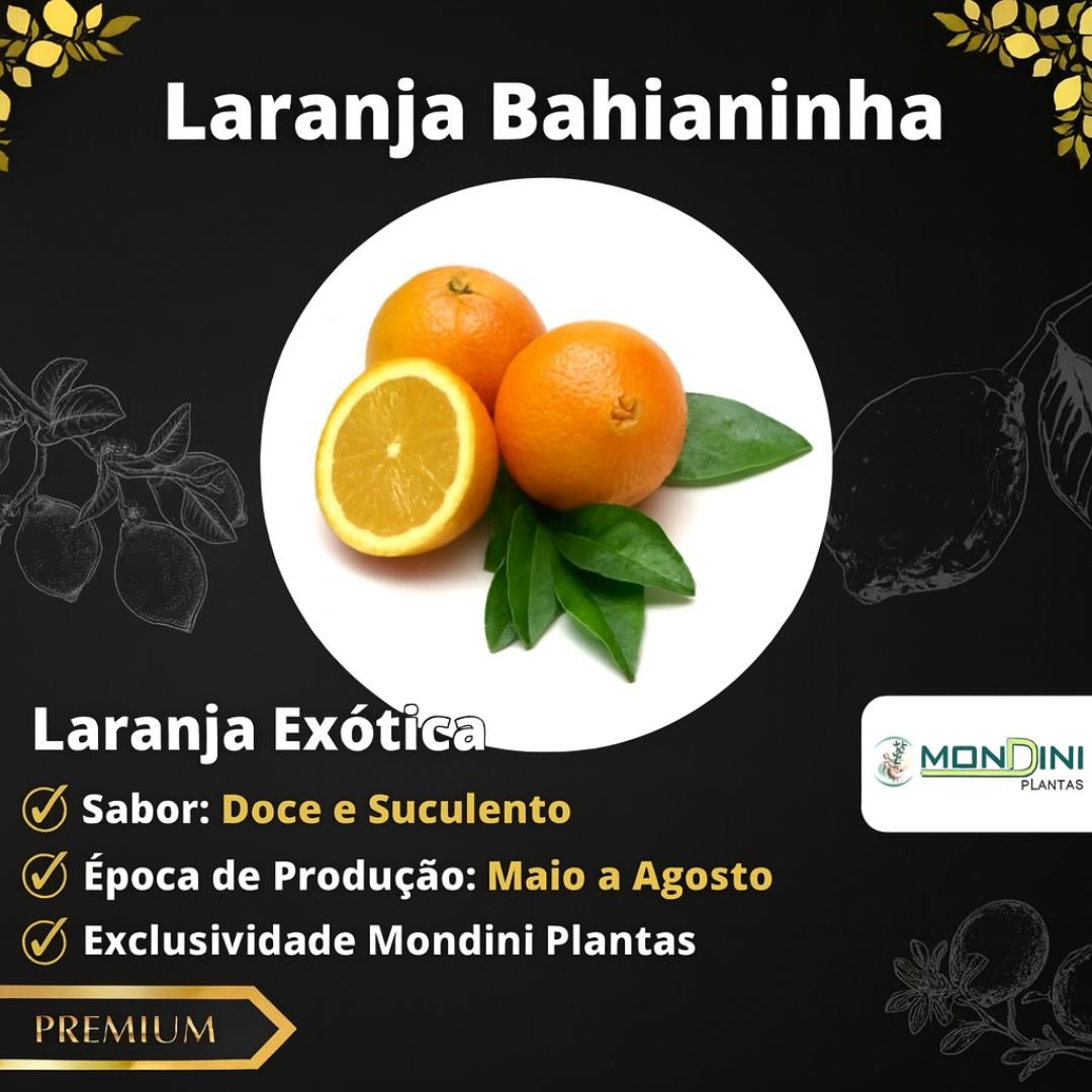 Muda de Laranja Bahianinha (Citrus sinensis 'Bahianinha') - Enxertada, Produz Rápido