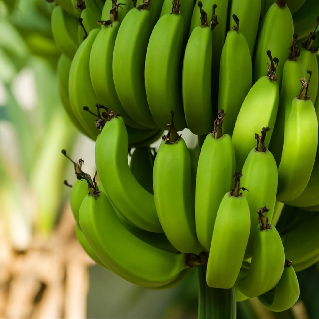 muda de banana nanica que d&aacute; frutos doces