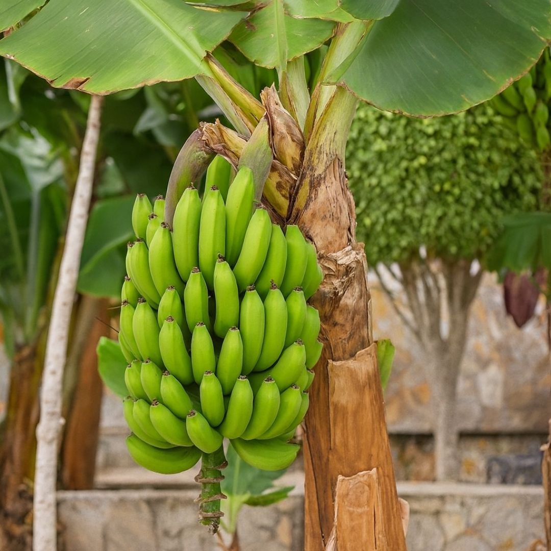 muda de banana princesa com crescimento vigoroso