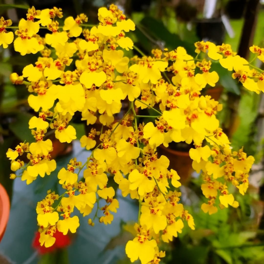 muda de bolão de ouro para sombra e jardim