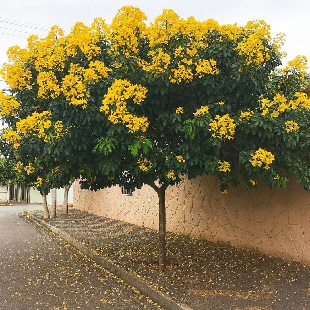 bolão de ouro em vaso com folhagem exuberante