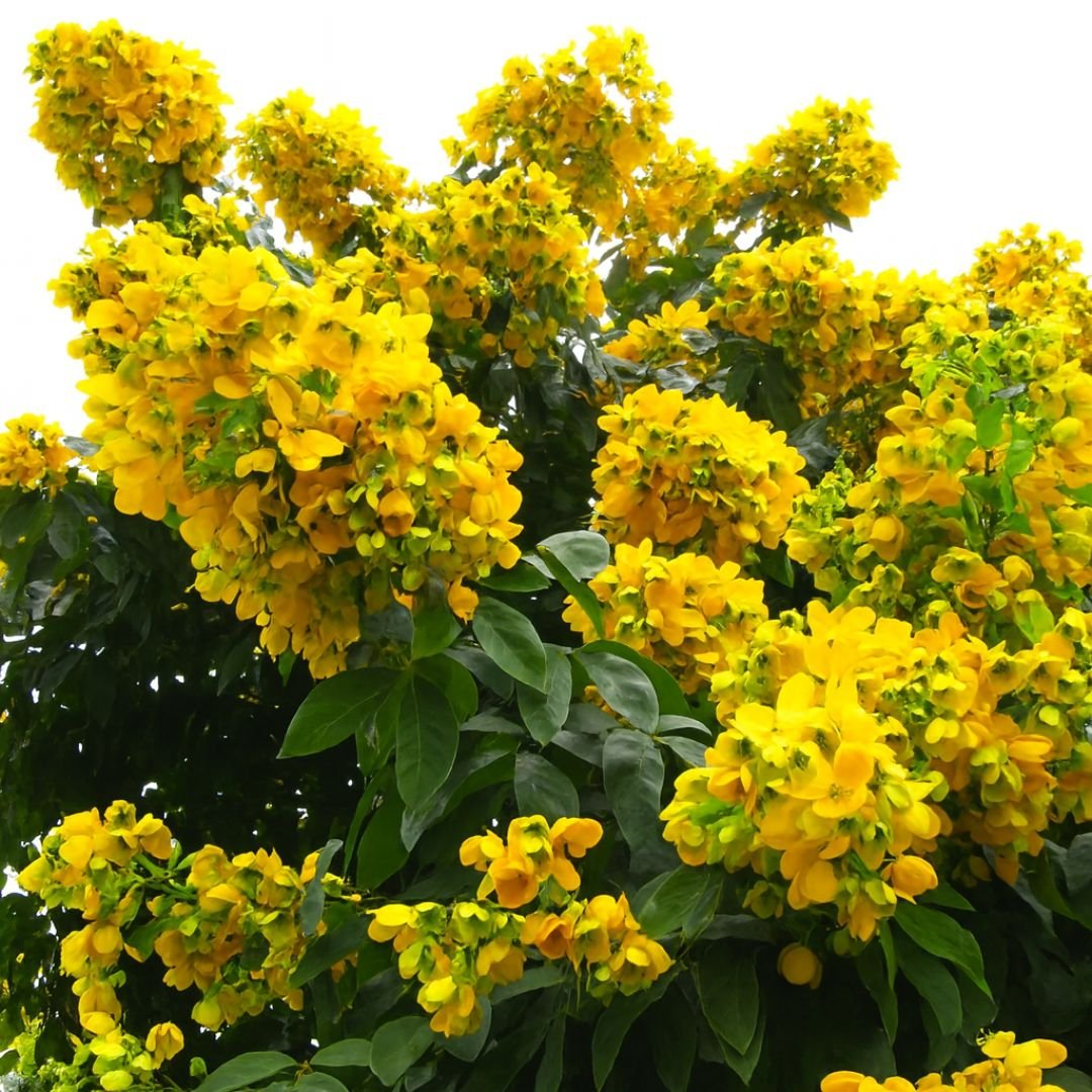 planta bolão de ouro ideal para jardim sombreado