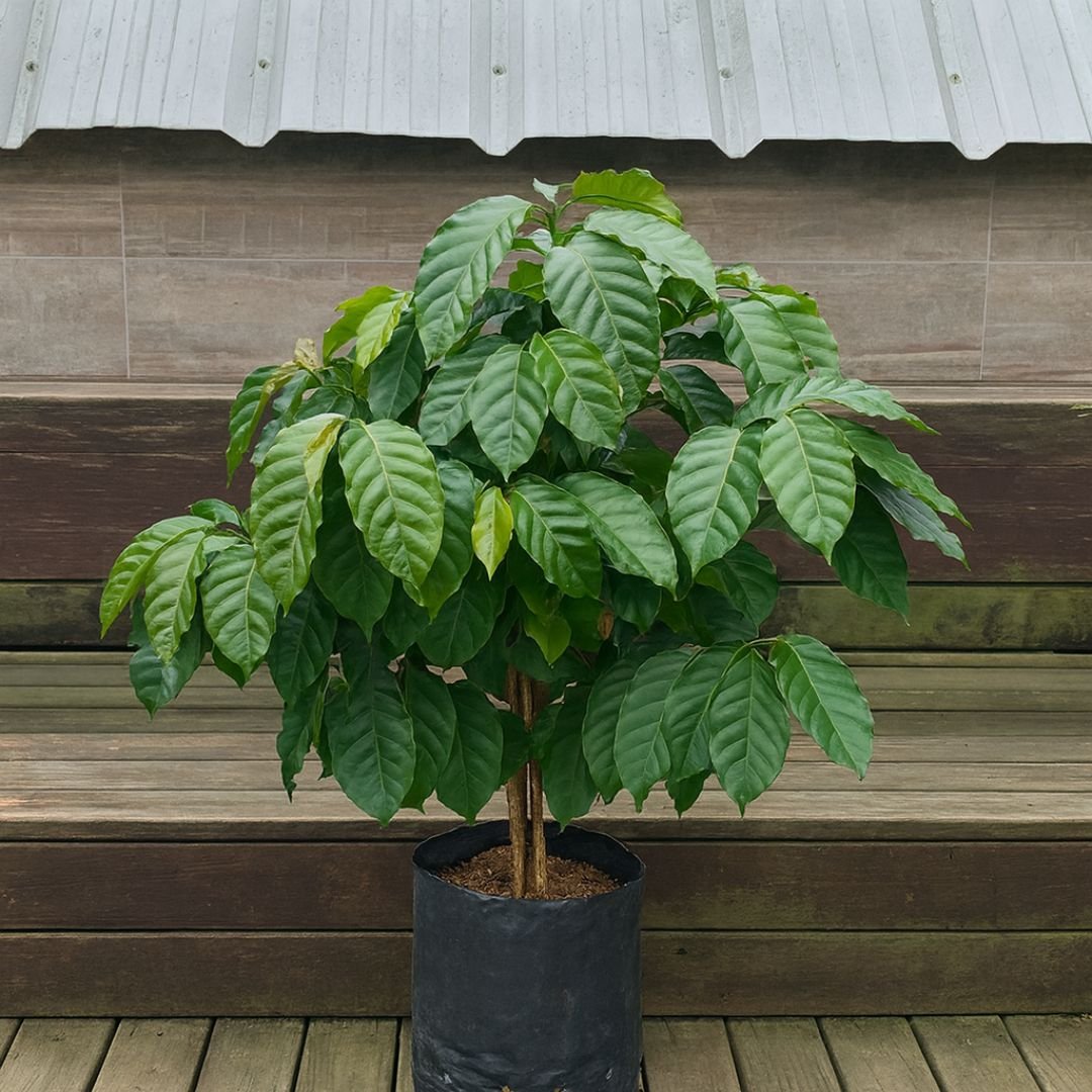 muda de caf&eacute; ar&aacute;bica para cultivo em vaso ou quintal