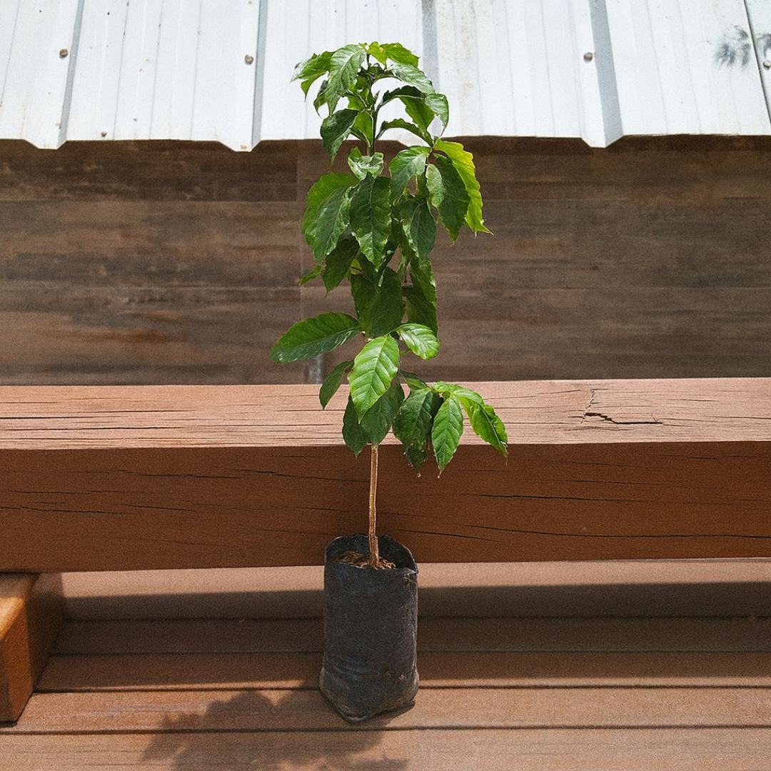 muda de caf&eacute; muito produtiva para quintal