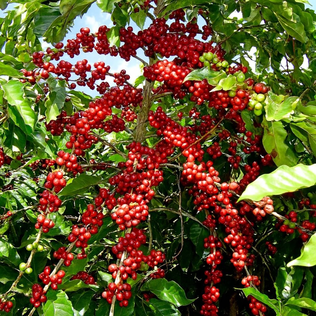 planta de caf&eacute; cultivada em vaso produtivo