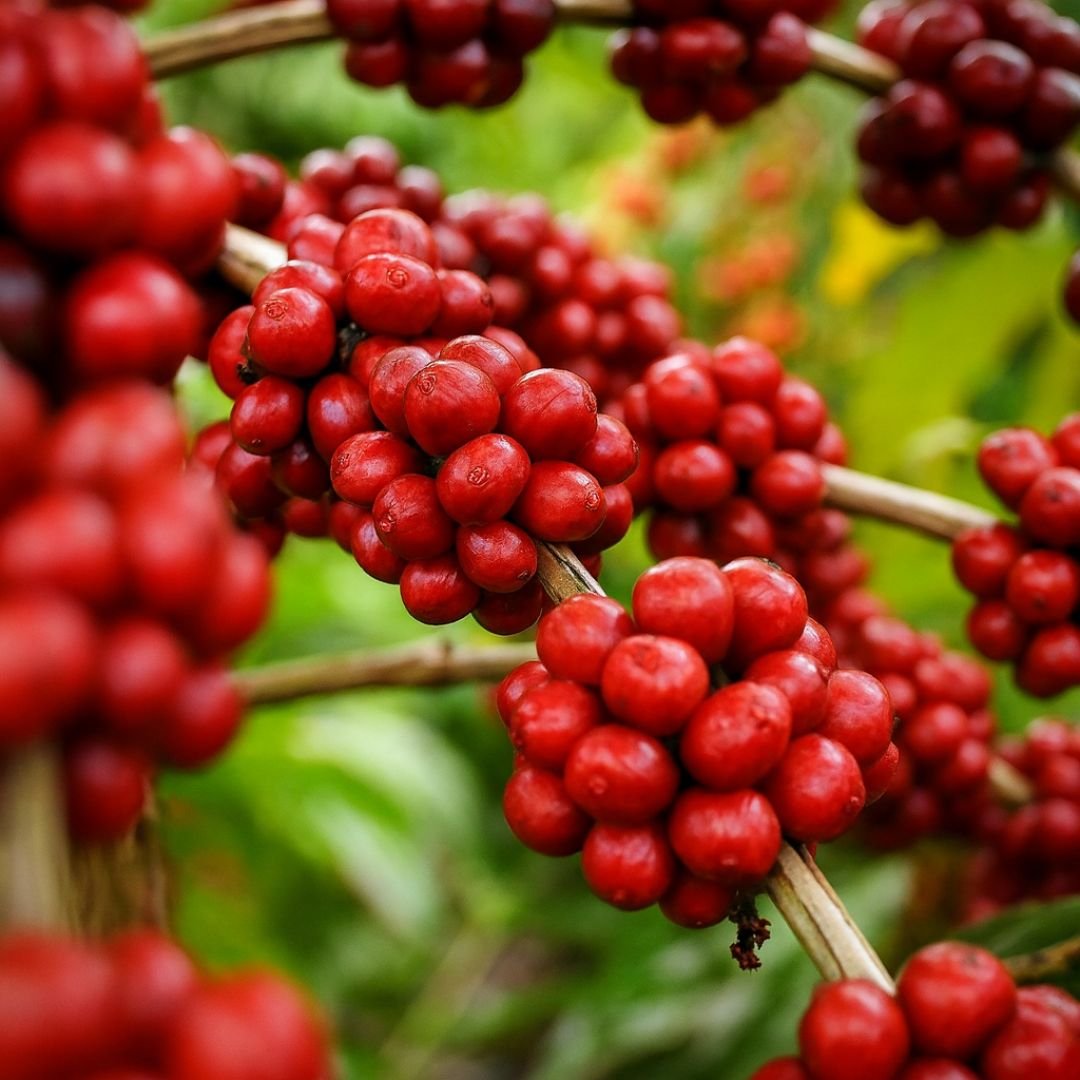 p&eacute; de caf&eacute; com frutos vermelhos prontos para a colheita