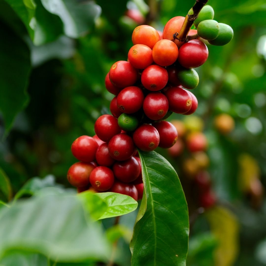 muda de cafe comum