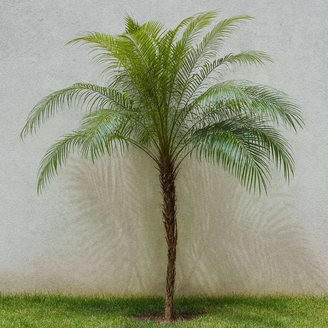 coco vedeliano ideal para vaso e jardim tropical