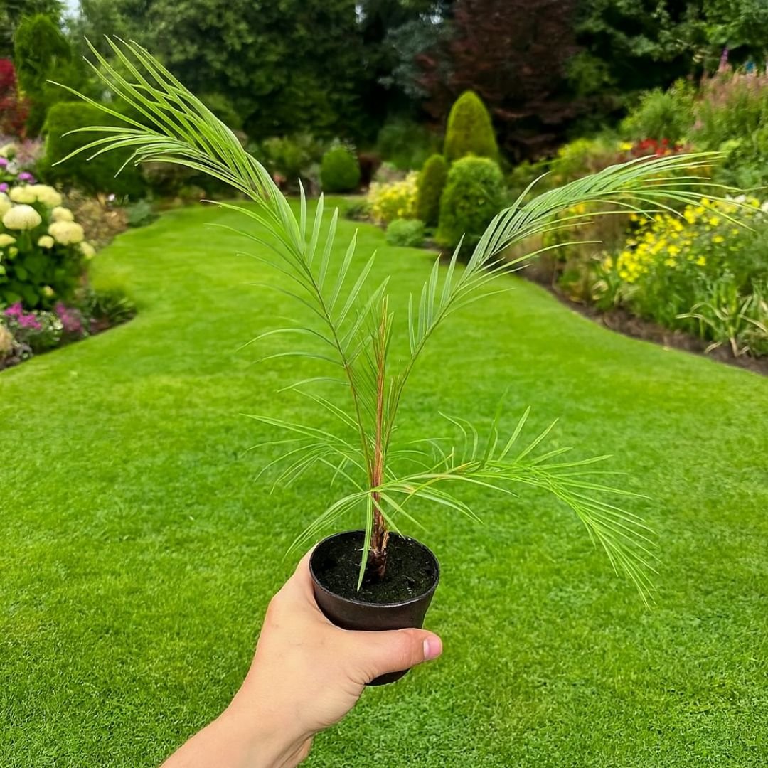 muda de coco vedeliano para vaso decorativo