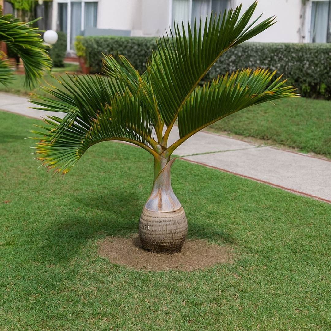 muda de palmeira garrafão