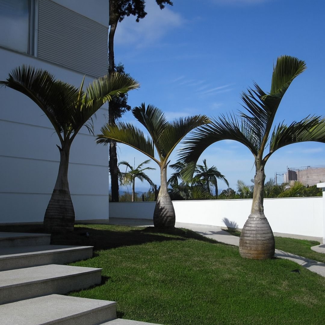 muda de palmeira garraf&atilde;o que faz sombra