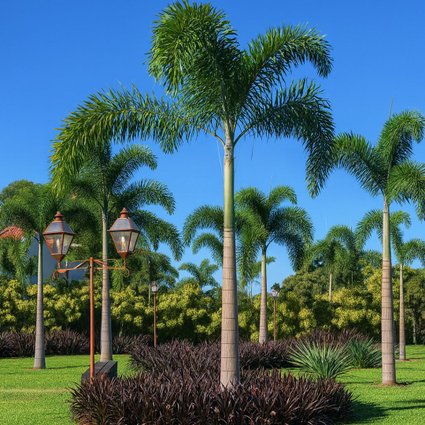 Muda de Palmeira Rabo de Raposa