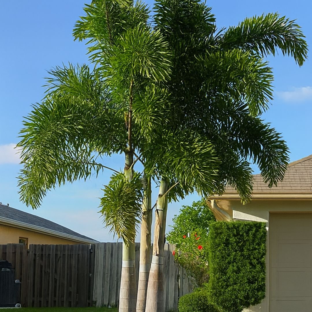 palmeira Rabo de Raposa ideal para jardim tropical