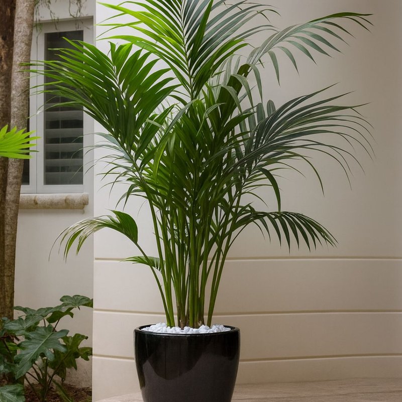 Pé de Palmeira Chamaedorea Pé de Palmeira Chamaedorea