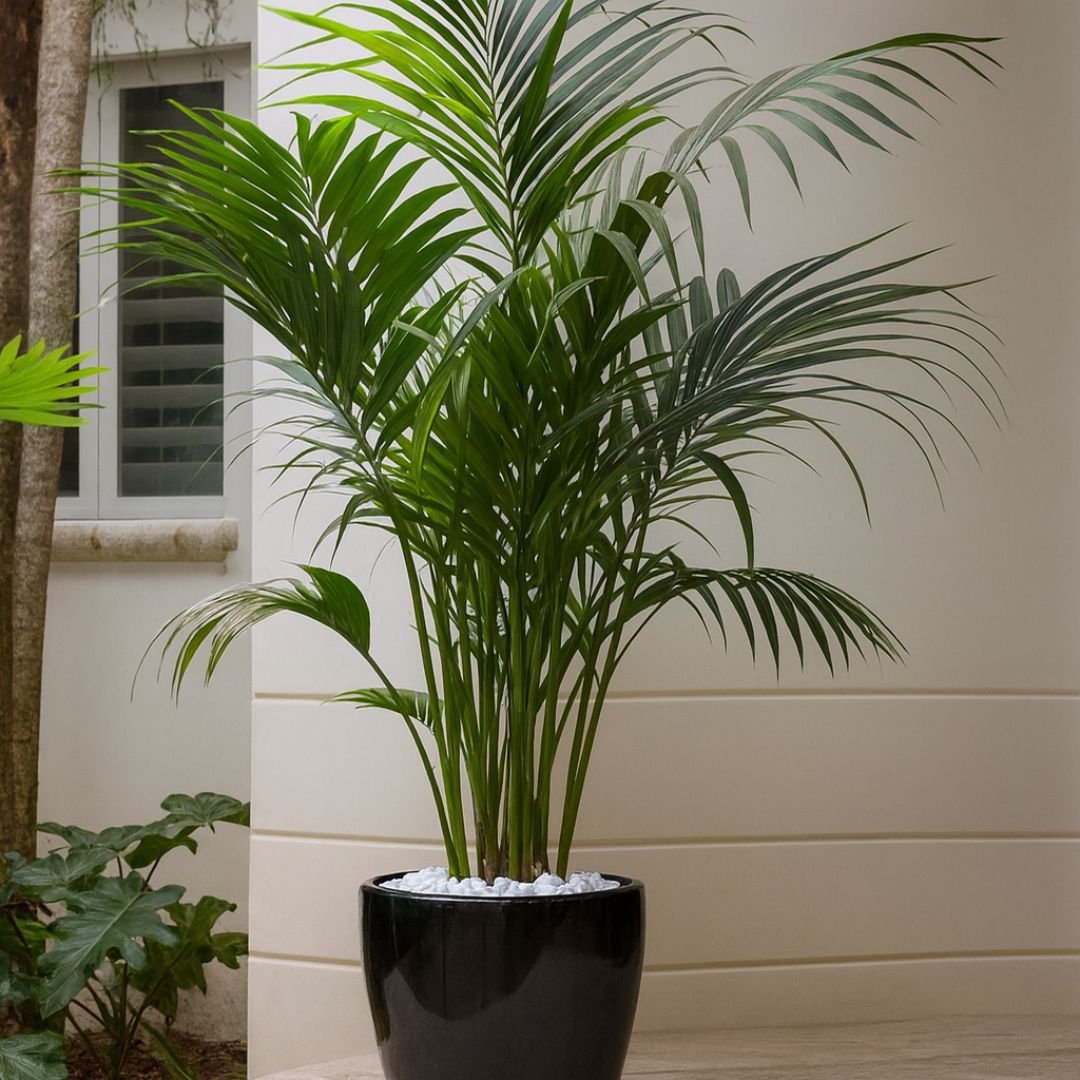 Decoração com Chamaedorea pé de palmeira Chamaedorea ideal para vasos