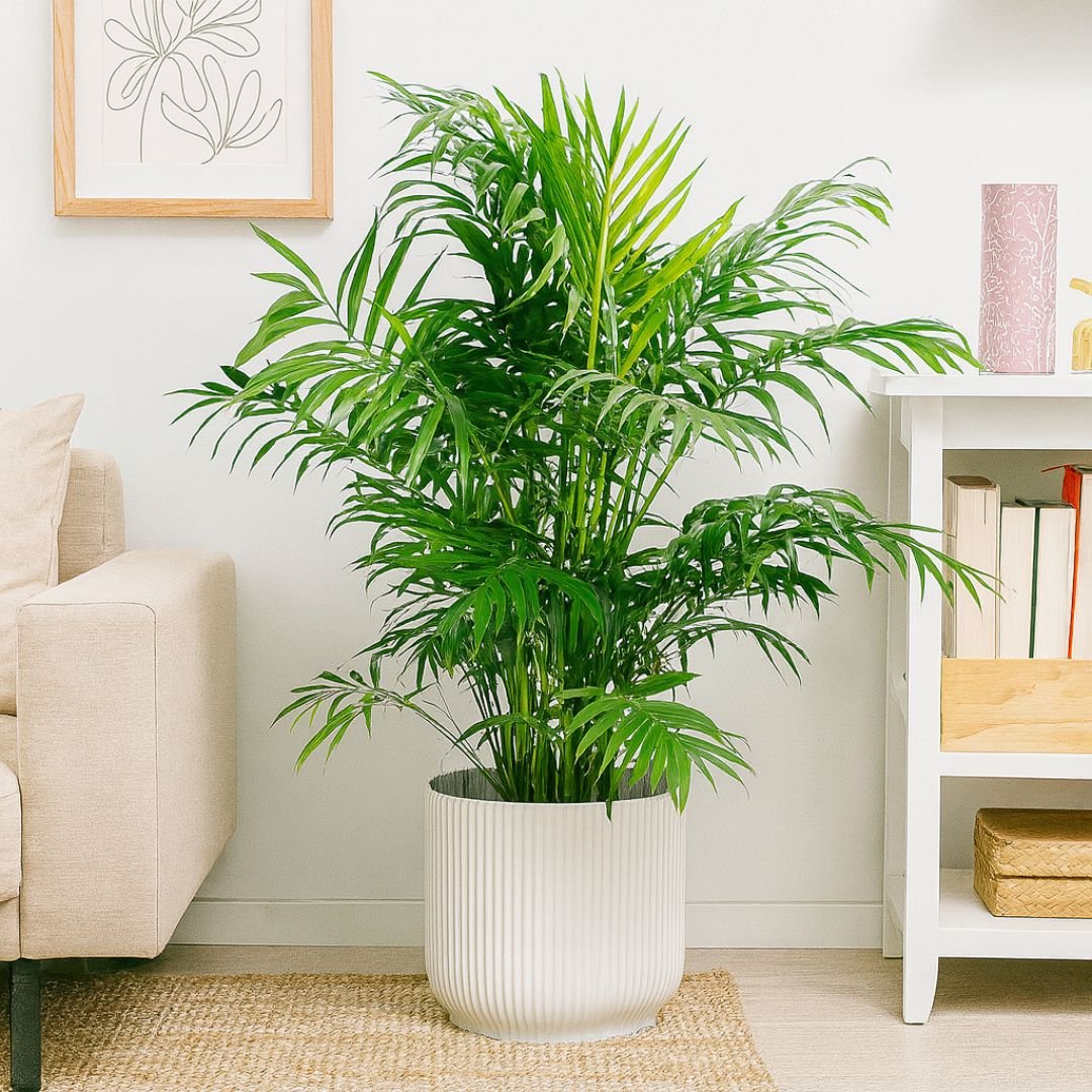 muda de Chamaedorea resistente e decorativa