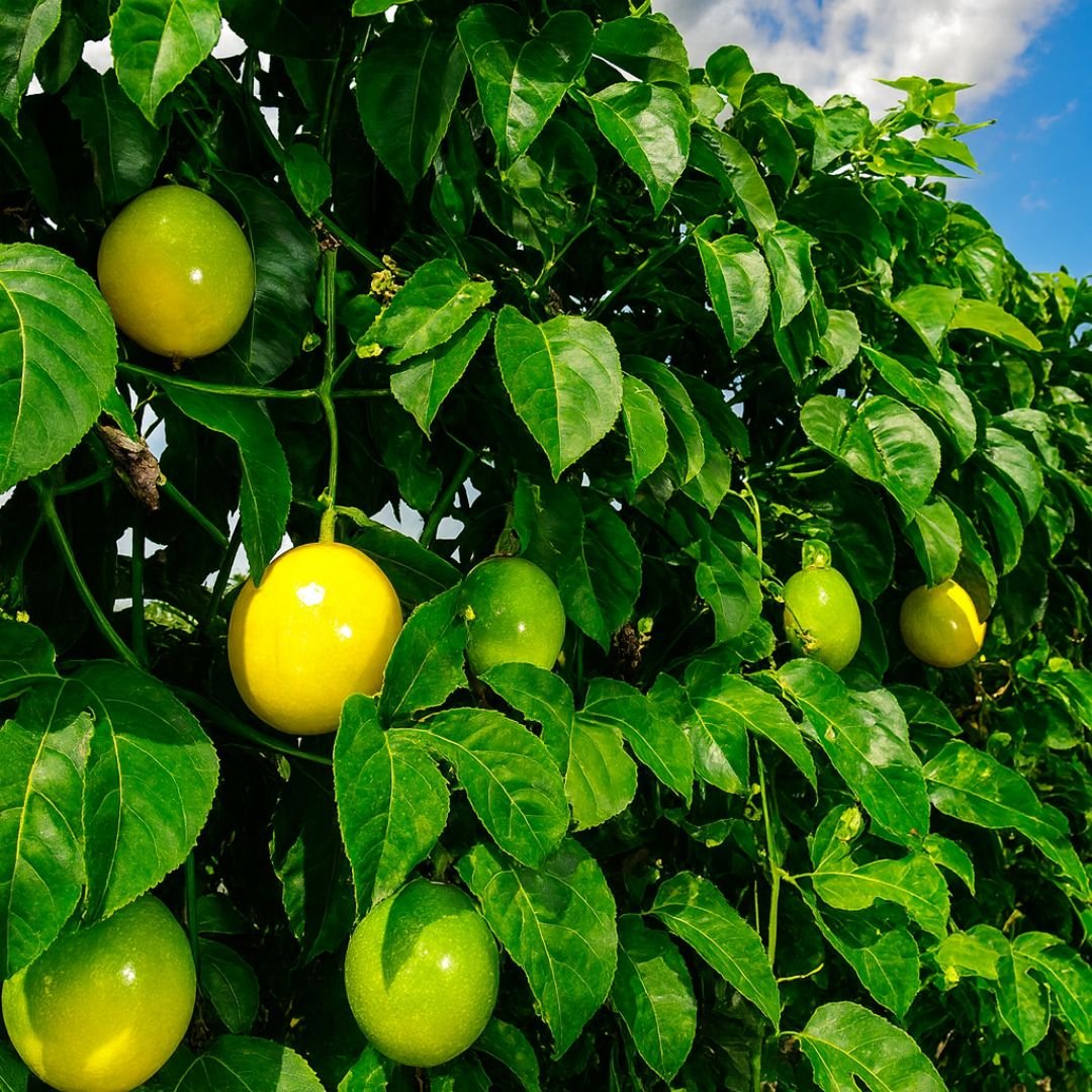 Maracujá ácido ideal para vaso ou quintal – Frutifica rápido maracujá ácido ideal para cultivo em vaso ou quintal