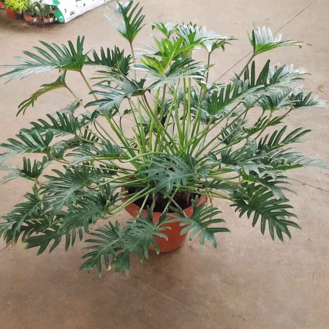 Philodendron xanadu em vaso decorativo