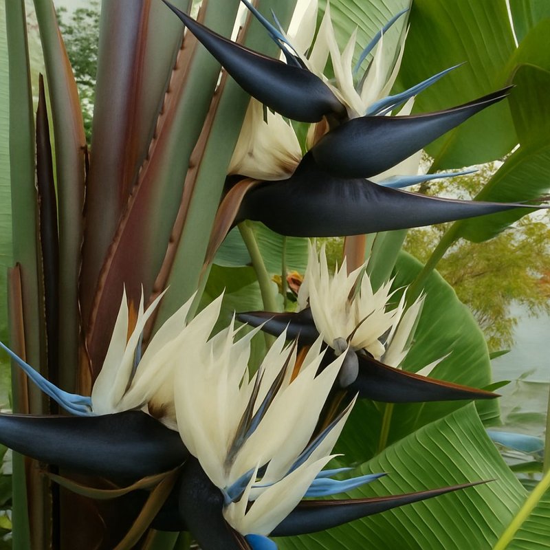 Muda de Estrelicia Negra Muda de Estrelicia Negra