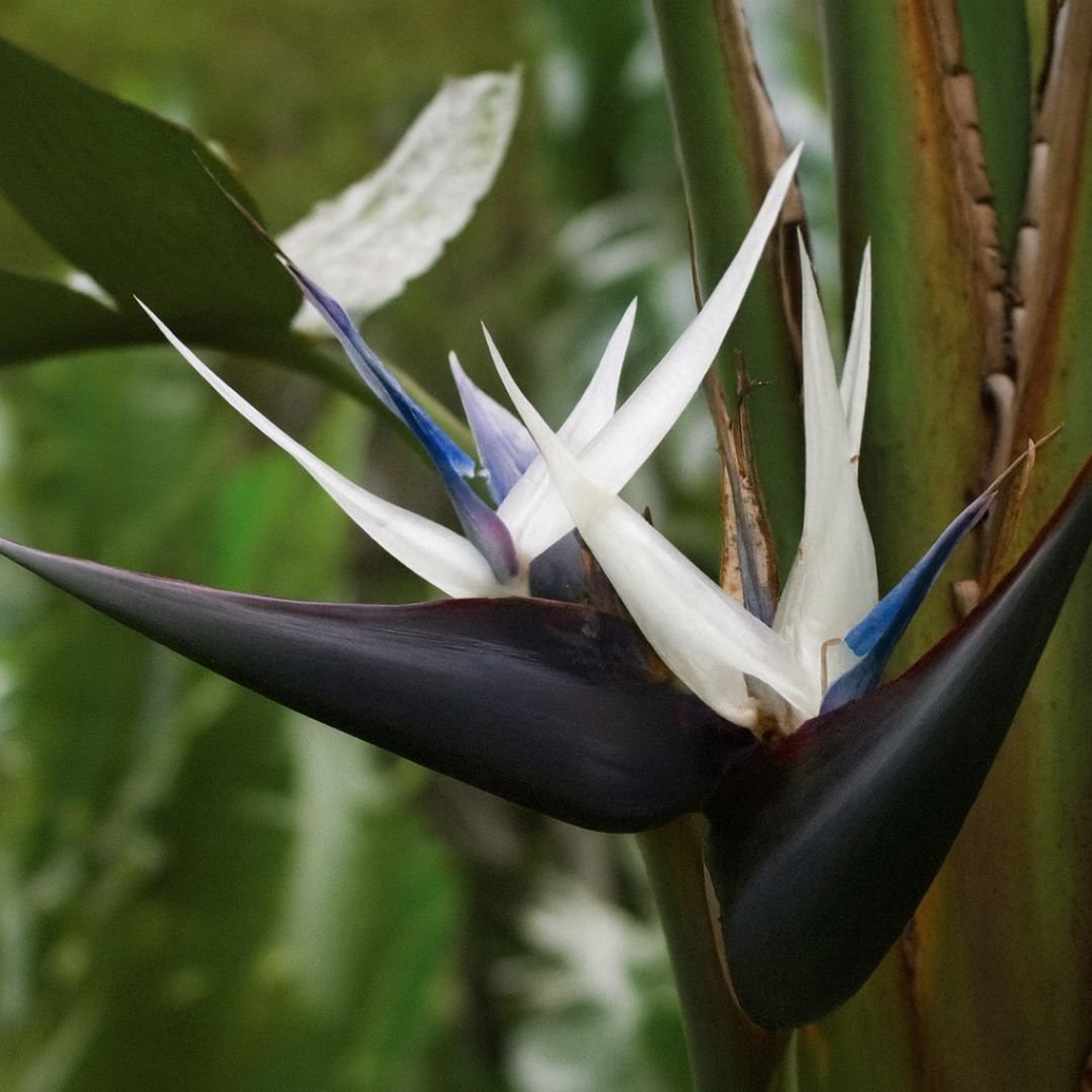 muda de estrelicia negra