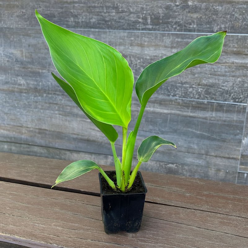 Pé de Estrelicia Negra Pé de Estrelicia Negra