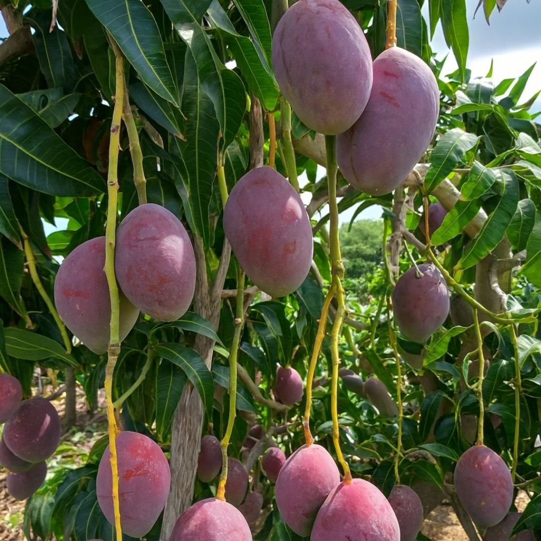 manga tommy ideal para quintal ou s&iacute;tio