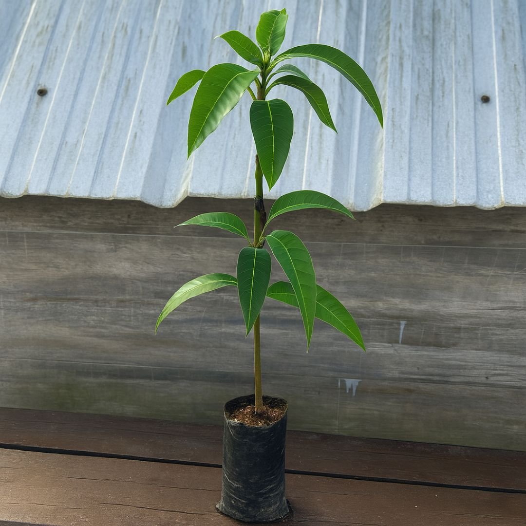 p&eacute; de manga tommy com frutos grandes