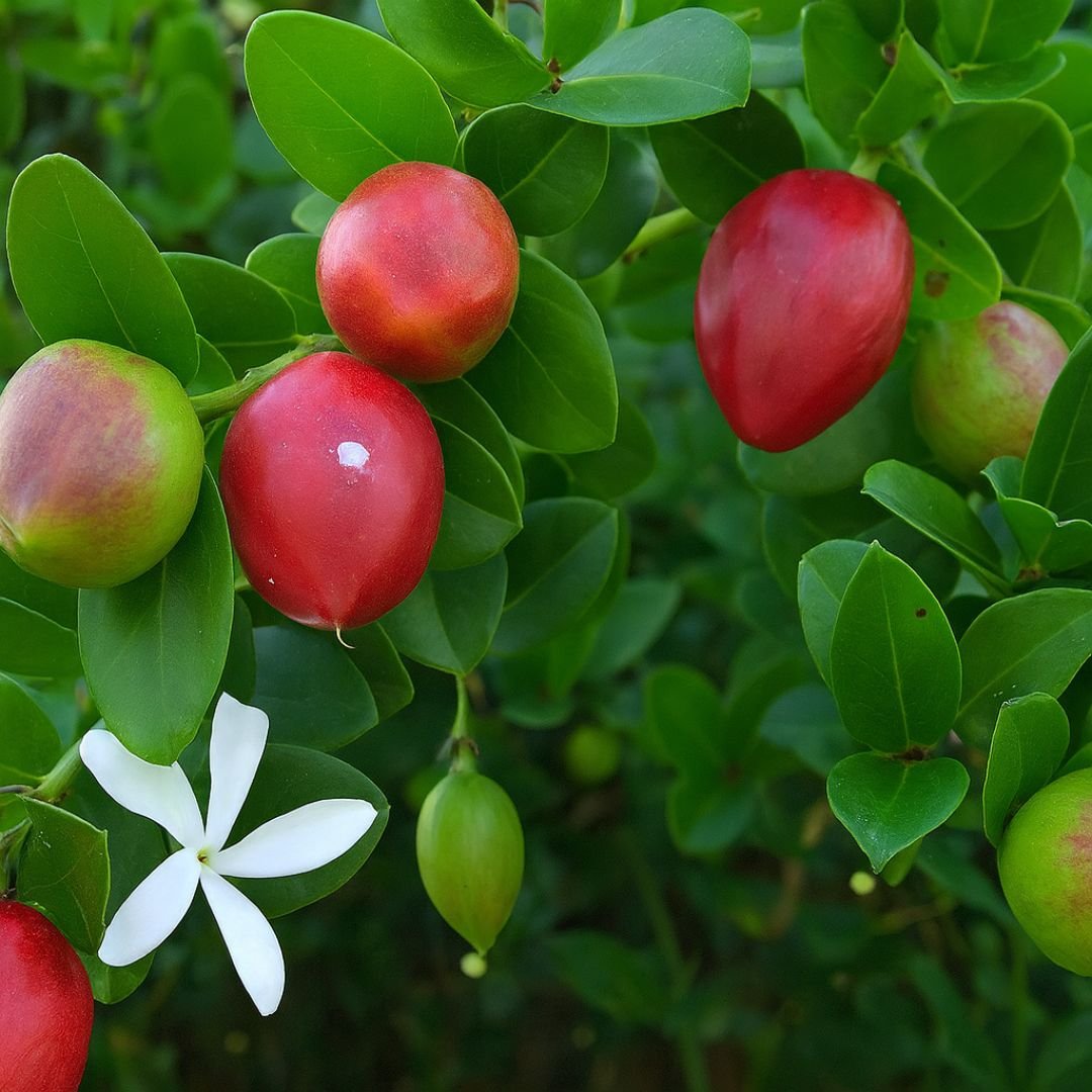 pé de ameixa Natal com frutos maduros