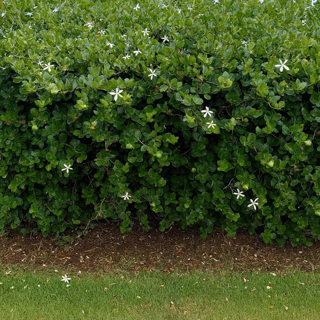 muda de ameixa Natal que auxilia na digestão