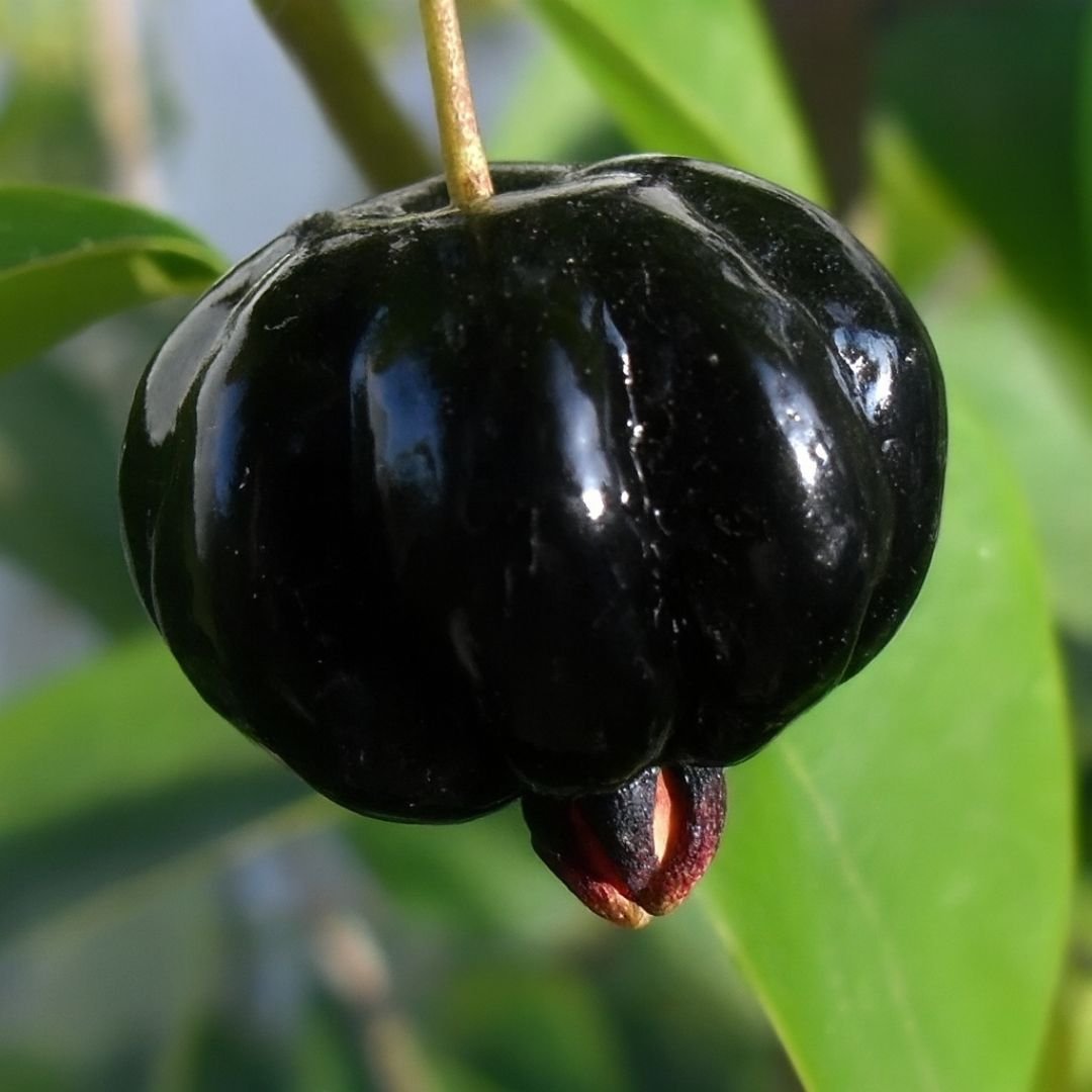 muda de pitanga preta que frutifica cedo