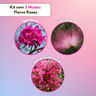 Kit com Mudas Rosa