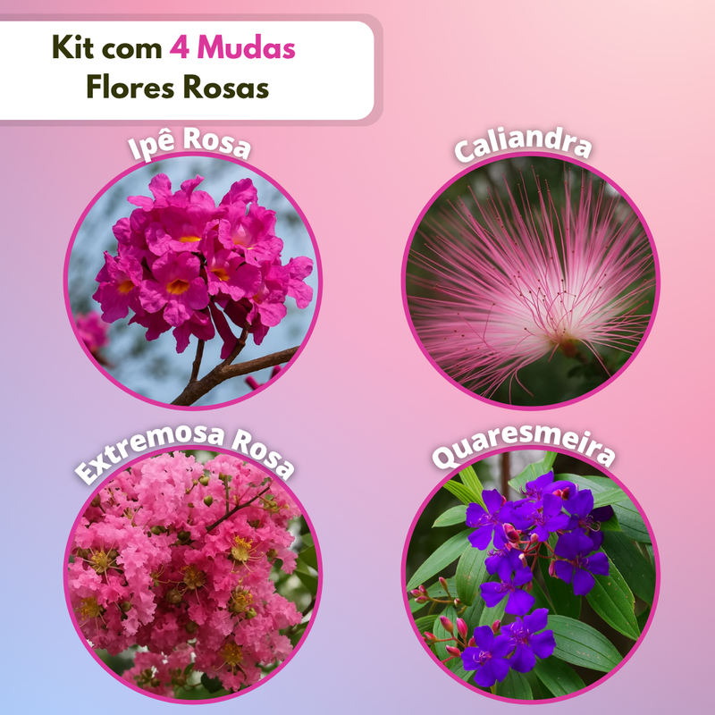 Kit com Mudas Rosa Kit com Mudas Rosa