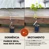Uva em Dormência Uva em Dormência