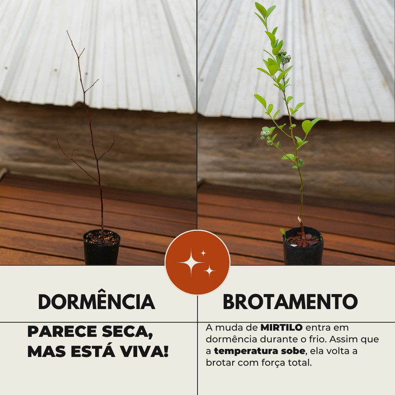 Mirtilo em Dormência Mirtilo em Dormência