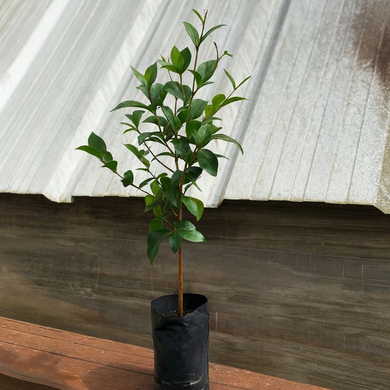 Pitanga Negra Pitanga Negra