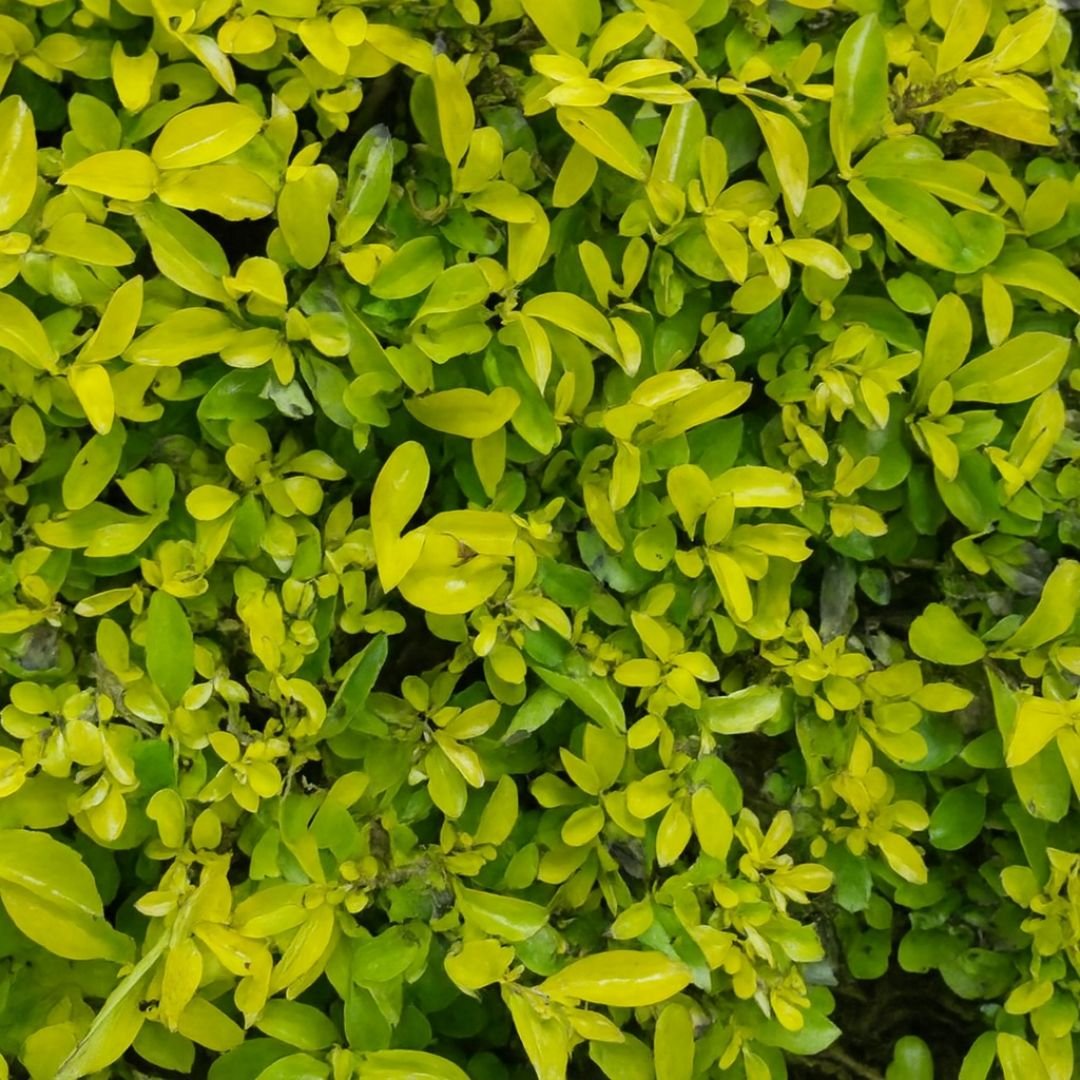 Muda de Pingo de Ouro (Duranta erecta) Pronta para Plantio