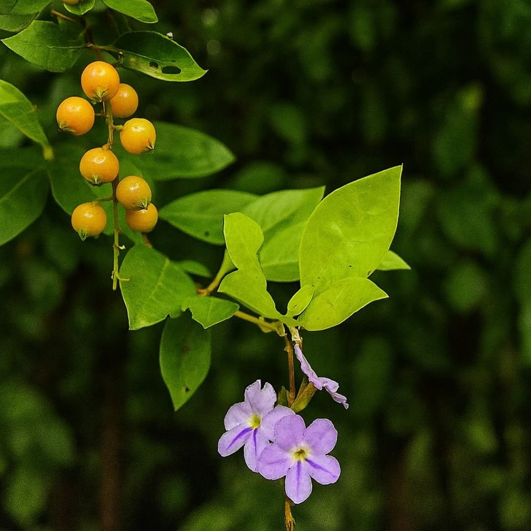 planta pingo de ouro ideal para jardim e contraste paisag&iacute;stico