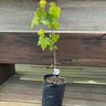 liquidambar