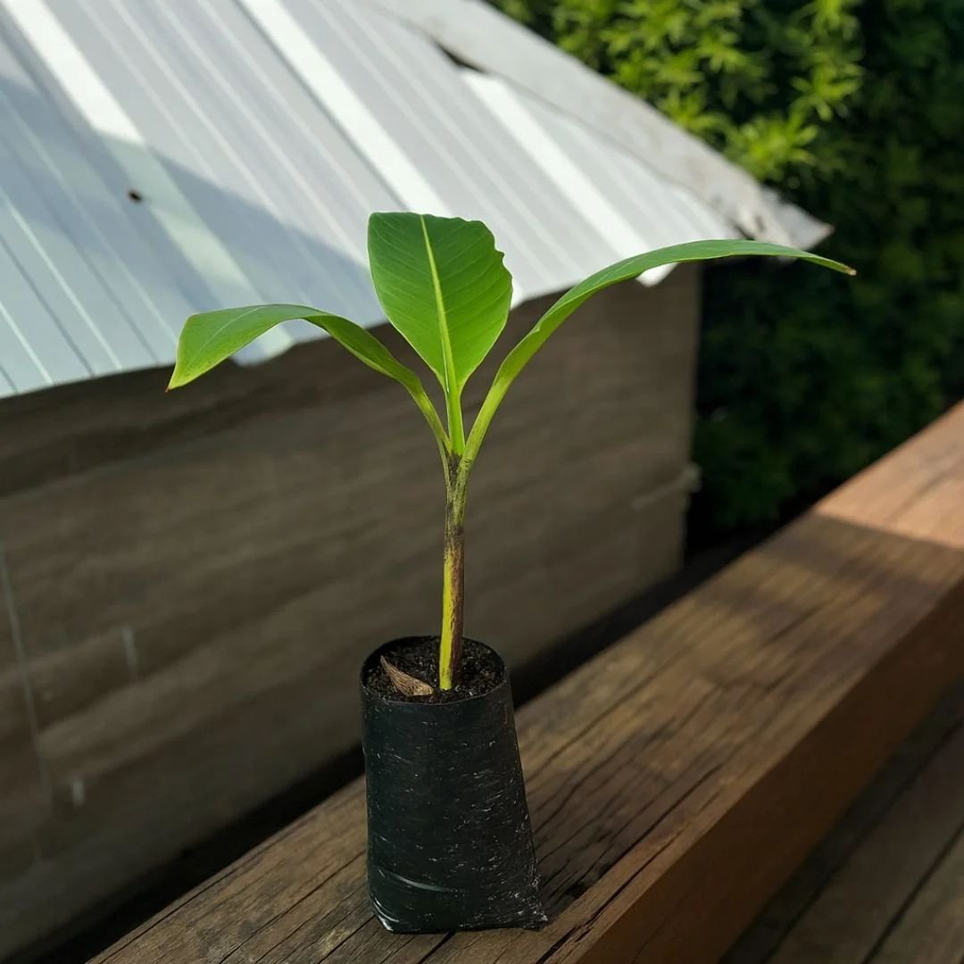 p&eacute; de banana-da-terra com frutos grandes