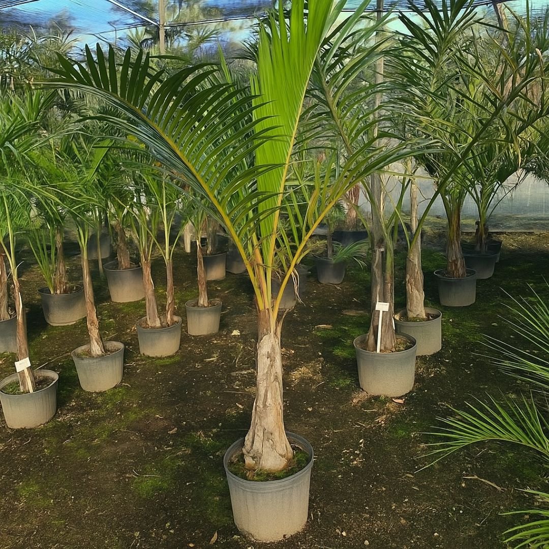 palmeira parafuso ideal para paisagismo de alto impacto